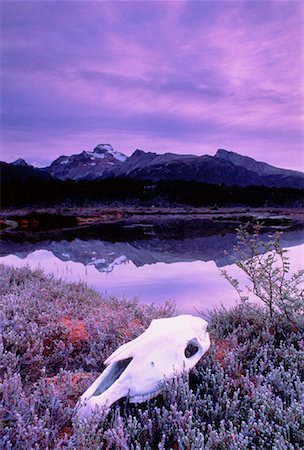 Horse Skull, Patagonia Tierra del Fuego, Argentina Stock Photo - Rights-Managed, Code: 700-00042457
