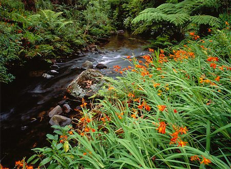 simsearch:700-00042784,k - Tropical Rainforest and Stream Hunua Ranges Parkland North Island, New Zealand Foto de stock - Direito Controlado, Número: 700-00042794