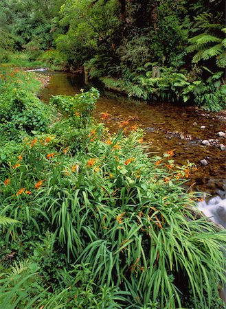 simsearch:700-00042784,k - Tropical Rainforest and Stream Hunua Ranges Parkland North Island, New Zealand Foto de stock - Direito Controlado, Número: 700-00042792