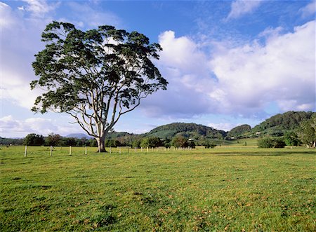 simsearch:700-01014818,k - Weißer Eukalyptus-Baum nahe Murwillumbah New-South.Wales, Australien Stockbilder - Lizenzpflichtiges, Bildnummer: 700-00042807