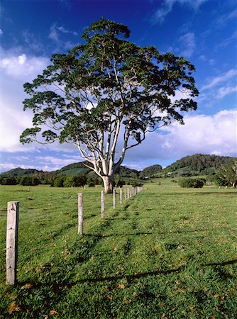 eucalipto - White Eucalyptus Tree Near Murwillumbah New South Wales, Australia Foto de stock - Con derechos protegidos, Código: 700-00042808