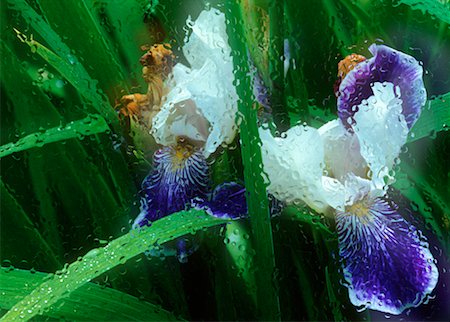 simsearch:600-00043093,k - Close-Up of Irises in Rain Fotografie stock - Rights-Managed, Codice: 700-00043094