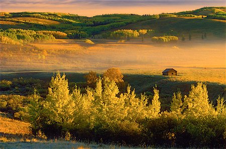 simsearch:700-00033752,k - Arbres en automne près de Turner Valley, Alberta, Canada Photographie de stock - Rights-Managed, Code: 700-00043106