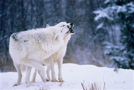 snow wolf pair - Arctic Wolves Playing in Winter Stock Photo - Rights-Managed, Code: 700-00043207