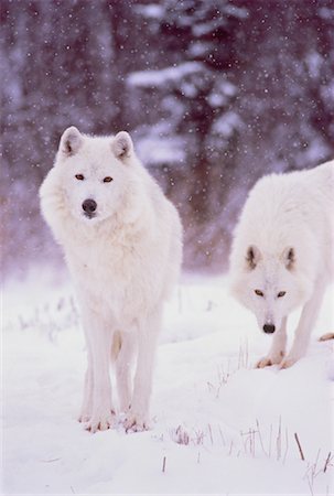 snow wolf pair - Arctic Wolves in Winter Stock Photo - Rights-Managed, Code: 700-00043209