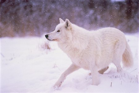 simsearch:700-01199471,k - Arctic Wolf in Winter Foto de stock - Con derechos protegidos, Código: 700-00043210