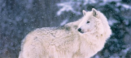 simsearch:700-01199471,k - Arctic Wolf in Winter Foto de stock - Con derechos protegidos, Código: 700-00043255