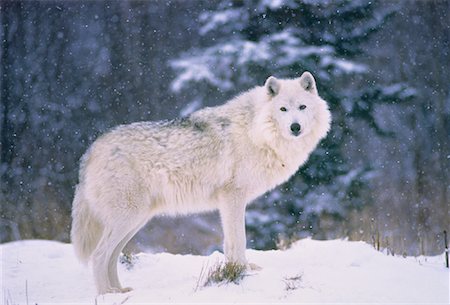 simsearch:700-01199471,k - Arctic Wolf in Winter Foto de stock - Con derechos protegidos, Código: 700-00043256