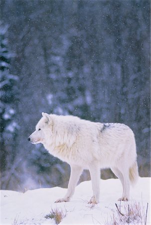 simsearch:700-01199471,k - Arctic Wolf in Winter Foto de stock - Con derechos protegidos, Código: 700-00043257