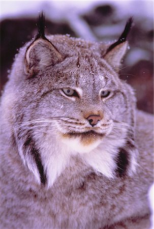 Portrait de Lynx Photographie de stock - Rights-Managed, Code: 700-00043260
