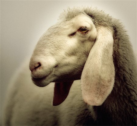 sheep farm animal close up - Long Eared Sheep Dolomites, Italy Stock Photo - Rights-Managed, Code: 700-00043323