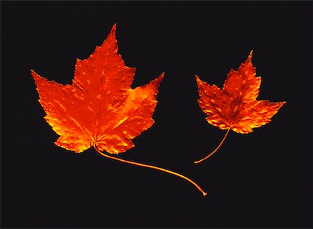 Feuilles d'érable d'automne Photographie de stock - Rights-Managed, Code: 700-00043430