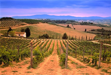 simsearch:649-08239053,k - Overview of Vineyards Chianti Region, Tuscany, Italy Foto de stock - Con derechos protegidos, Código: 700-00043469