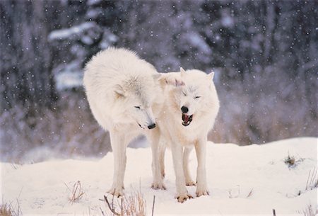 snow wolf pair - Arctic Wolves in Winter Stock Photo - Rights-Managed, Code: 700-00043509