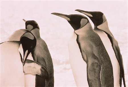 King Penguins île de la Géorgie du Sud, Antarctique Photographie de stock - Rights-Managed, Code: 700-00043511