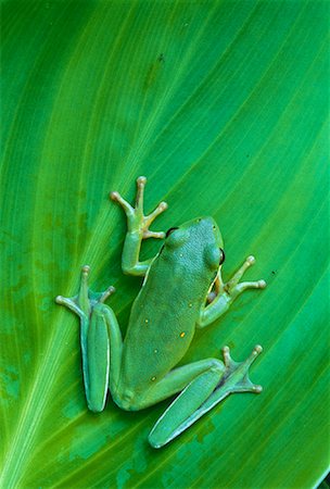 simsearch:700-00029171,k - Close-Up of Green Tree Frog Tallahassee, Florida, USA Foto de stock - Con derechos protegidos, Código: 700-00043611