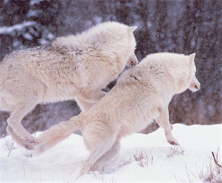 snow wolf pair - Arctic Wolves in Winter Stock Photo - Rights-Managed, Code: 700-00043658