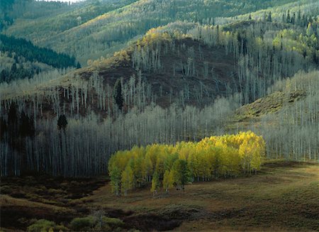 Overview of Landscape and Trees In Autumn Utah, USA Foto de stock - Con derechos protegidos, Código: 700-00054475