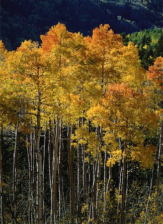 simsearch:700-00054478,k - Trees in Autumn Colorado, USA Stock Photo - Rights-Managed, Code: 700-00054477