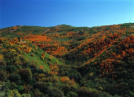 simsearch:700-00270068,k - Vue d'ensemble des arbres sur les collines en automne Utah, USA Photographie de stock - Rights-Managed, Code: 700-00054479