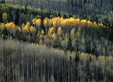 simsearch:700-00269289,k - Vue d'ensemble des arbres en automne au Colorado, USA Photographie de stock - Rights-Managed, Code: 700-00054480