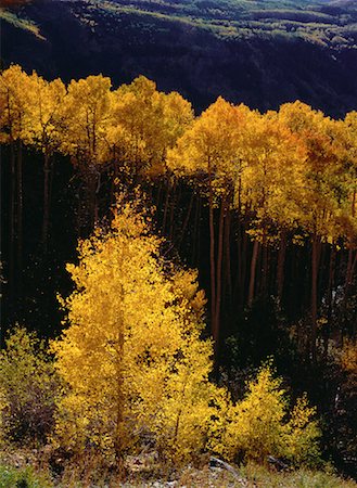 simsearch:700-00054478,k - Trees in Autumn Colorado, USA Stock Photo - Rights-Managed, Code: 700-00054481