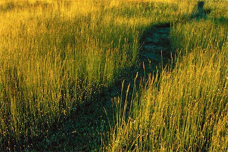 simsearch:700-00371854,k - Pathway through Field of Tall Grass, Shampers Bluff New Brunswick, Canada Stock Photo - Rights-Managed, Code: 700-00054613