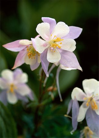 Close-Up of Columbine Flowers Colorado, USA Stock Photo - Rights-Managed, Code: 700-00054670