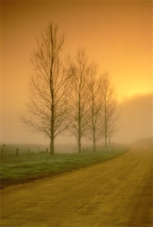 simsearch:700-06675119,k - Dirt Road and Trees with Fog at Sunrise, Near Bega, New South Wales, Australia Foto de stock - Direito Controlado, Número: 700-00054775