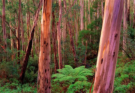 eucalyptus - Eucalyptus Forest Otway National Park Victoria, Australie Photographie de stock - Rights-Managed, Code: 700-00054776