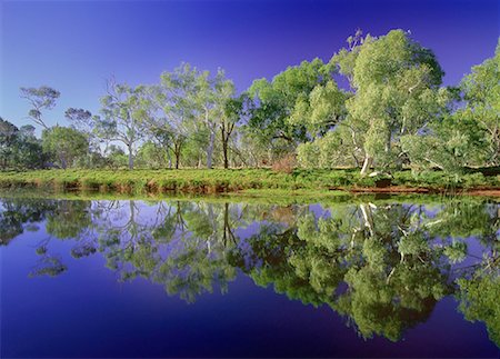 Gum Tree Forest and River Western Australia, Australia Stock Photo - Rights-Managed, Code: 700-00054872