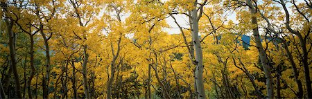 simsearch:700-00054478,k - Trees in Autumn Colorado, USA Stock Photo - Rights-Managed, Code: 700-00054965