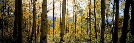simsearch:700-00054478,k - Trees in Autumn Colorado, USA Stock Photo - Rights-Managed, Code: 700-00054966