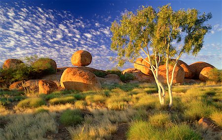 simsearch:600-01603981,k - Gum Tree and Devil's Marbles Northern Territory, Australia Stock Photo - Rights-Managed, Code: 700-00054978