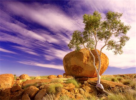 Gum Tree and Devil's Marbles Northern Territory, Australia Foto de stock - Con derechos protegidos, Código: 700-00055027