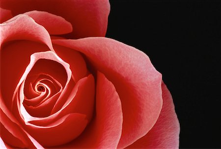 simsearch:700-03058975,k - Close-Up of Rose Stock Photo - Rights-Managed, Code: 700-00056833