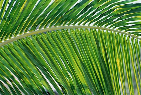 simsearch:600-02200557,k - Close-Up of Palm Frond Fotografie stock - Rights-Managed, Codice: 700-00057016