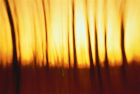 Blurred Silhouette of Trees at Sunset Stock Photo - Rights-Managed, Code: 700-00057945