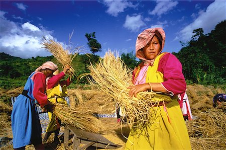 simsearch:700-00026456,k - Gens des tribus des montagnes Lisu récolte de riz, Tha Ton, Thaïlande Photographie de stock - Rights-Managed, Code: 700-00057959