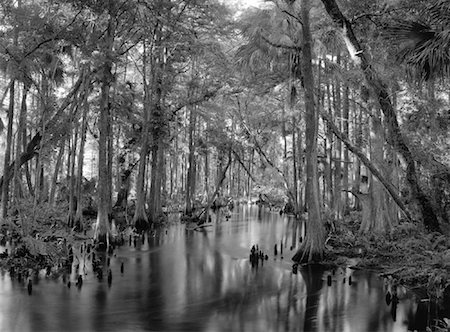 Arbres le long de Loxahatchee River, Floride, USA Photographie de stock - Rights-Managed, Code: 700-00058390