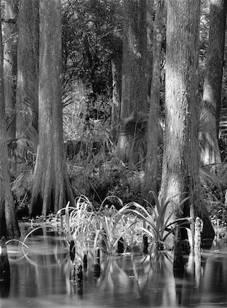 Trees along Loxahatchee River Florida, USA Foto de stock - Con derechos protegidos, Código: 700-00058391