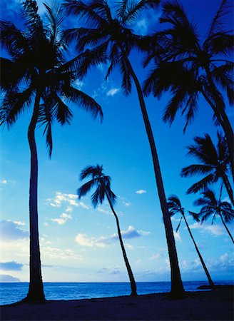 simsearch:700-00027532,k - Silhouette of Palm Trees on Tropical Beach North Shore, Hawaii, USA Foto de stock - Con derechos protegidos, Código: 700-00058790