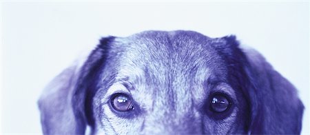 simsearch:700-00179159,k - Gros plan du visage de chien Photographie de stock - Rights-Managed, Code: 700-00058837