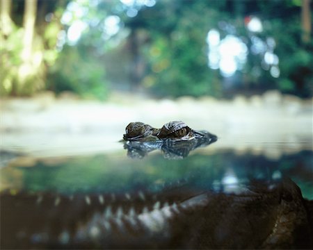 simsearch:600-02883264,k - Close-Up of Crocodile with Eyes Emerging from Water Fotografie stock - Rights-Managed, Codice: 700-00058929