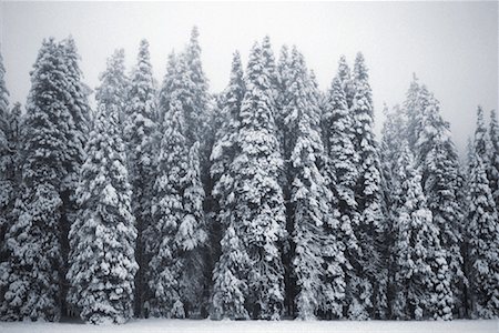 Snow Covered Trees USA Foto de stock - Con derechos protegidos, Código: 700-00058930
