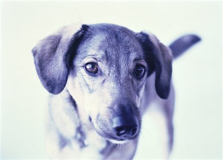 simsearch:700-01072360,k - Portrait of Dog Foto de stock - Con derechos protegidos, Código: 700-00058933
