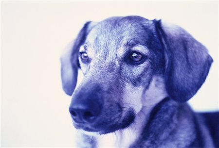 simsearch:700-01072360,k - Portrait of Dog Foto de stock - Con derechos protegidos, Código: 700-00058984