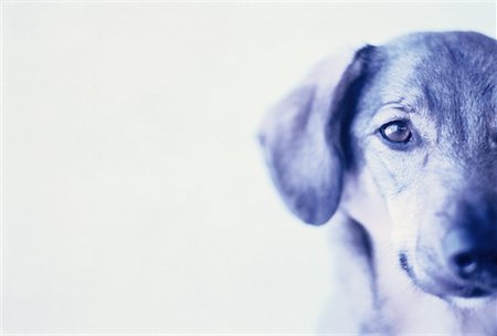 simsearch:700-01072360,k - Portrait of Dog Foto de stock - Con derechos protegidos, Código: 700-00058985
