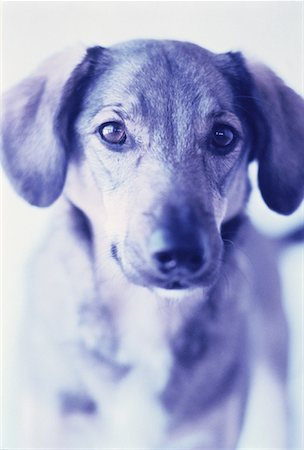 simsearch:700-01072360,k - Portrait of Dog Foto de stock - Con derechos protegidos, Código: 700-00058986
