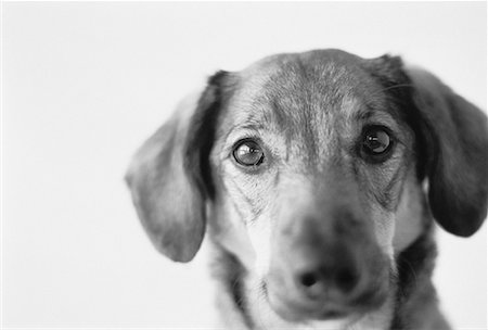 simsearch:700-00076413,k - Portrait de chien Photographie de stock - Rights-Managed, Code: 700-00058988